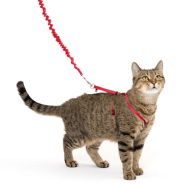 Petsafe Come with Me Kitty Harness & Bungee Leash Medium Red